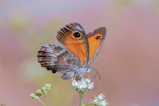 mariposa-lobito-jaspeado-pyronia-cecilia-en-flor-