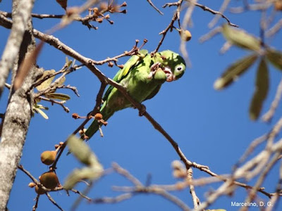 periquito dispersando sementes, dispersão, por que devemos preservar os pássaros, por que devemos preservar as aves, não caçar os pássaros, aves, birds, natureza, ornitologia, biologia, meio ambiente