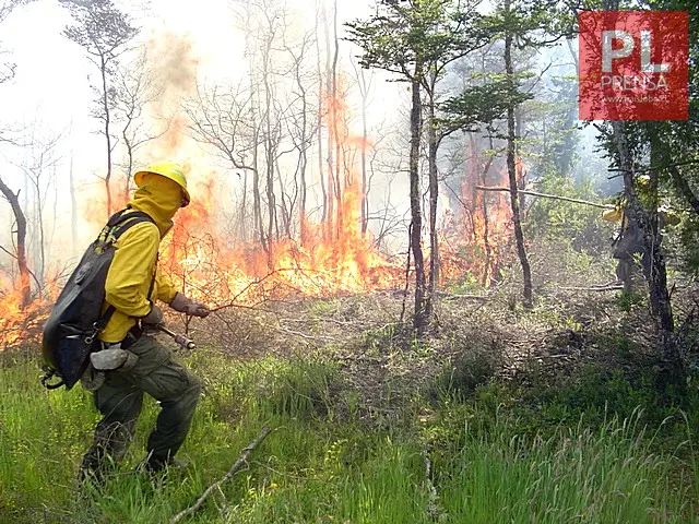 CONAF llama a postular para conformar Brigadas Forestales