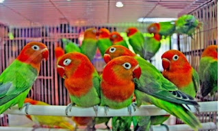 Harga Love Bird Biola Terbaru Pasaran Anakan Dewasa Jantan dan Betina 