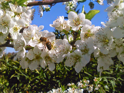 abejas polinizando flores de ciruelo