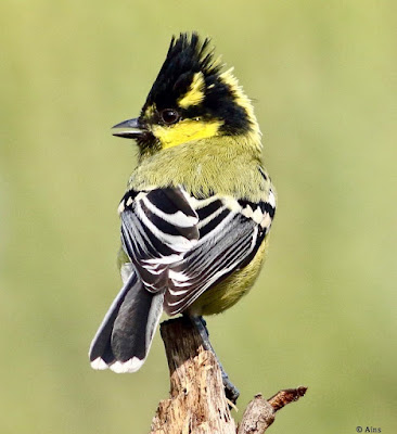 Indian Yellow Tit