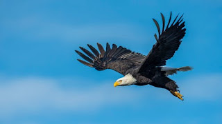 do eagles migrate