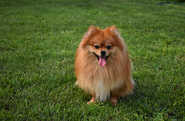 Raças de cachorro preferidas dos brasileiros: 10 principais