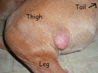 Dog Fatty Tumor7