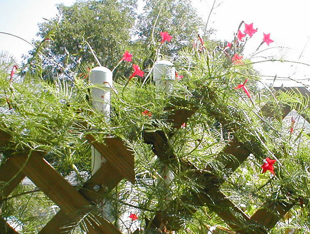 Vines For Hummingbirds