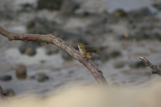 Meadow Pipit