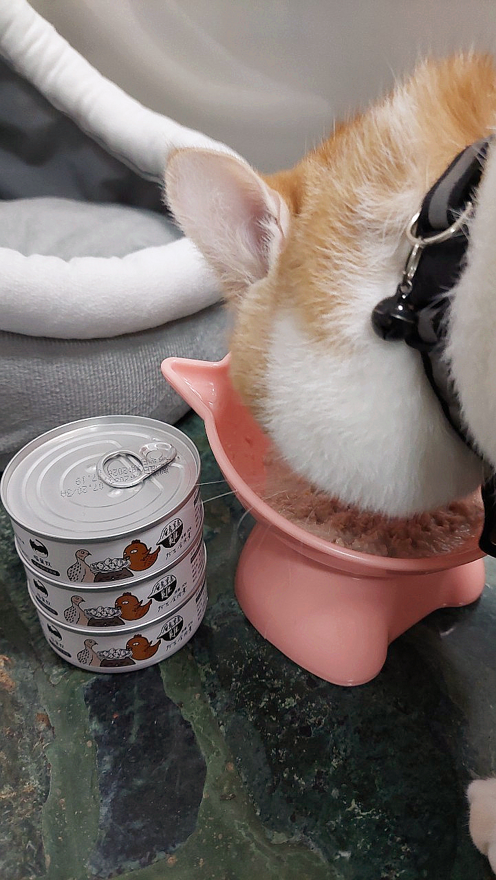 寵物｜《喵皇奴》貓咪主食罐推薦 ，我家貓主子最愛吃的罐罐(四