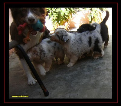 cachorros Pastor Australiano