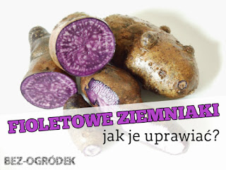 fioletowe ziemniaki truflowe