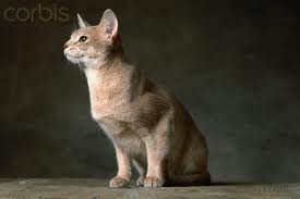 buy abyssinian kitten