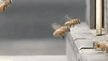 Two Bees Crash Each Other In The Air - Honey Bees