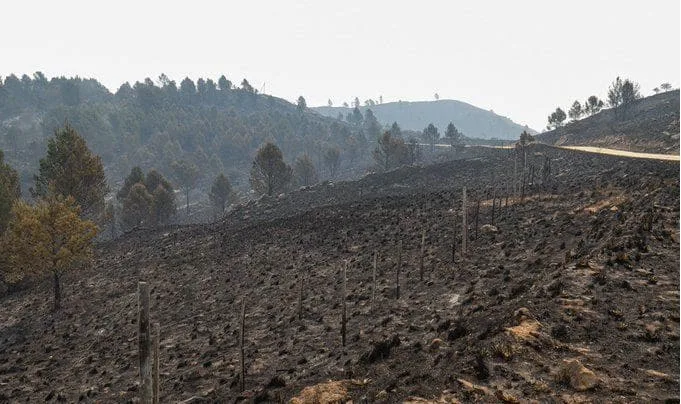 Recuperarán áreas quemadas en Santa Fe y Córdoba con plantines de la Biofábrica de Misiones