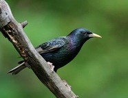 European Starling1