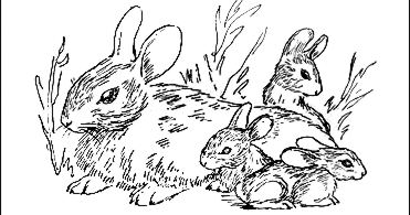 Cottontail Rabbits | The Doll Coloring Book