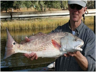 Nama Nama Ikan Laut Dangkal REDFISH / RED DRUM ( SCIAENOPS OCELLATUS )