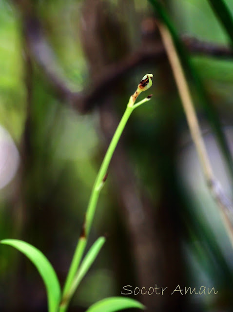 Cymbidium nipponicum