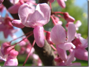 Redbud3