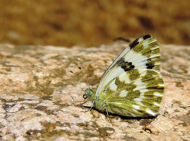 Pontia daplidice posada