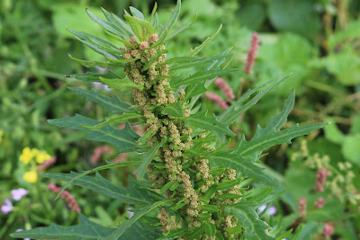 Welriekende Ganzenvoet - Rûkende Mealje - Chenopodium ambrosioides