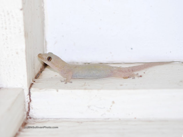 Common House Gecko (Hemidactylus frenatus)