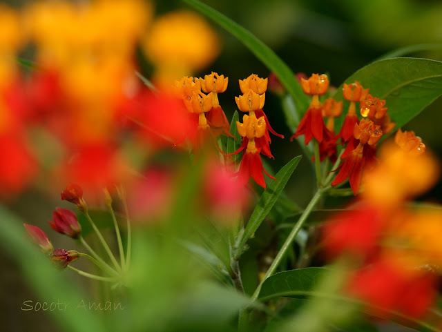 Asclepias curassavica