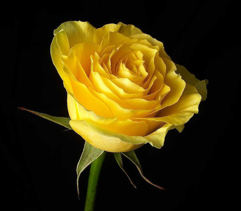 abstract beautiful yellow rose on black background | 16 Beautiful Examples of Flower Photography | totally Cool pix | best Photographer | big picture | wallpaper