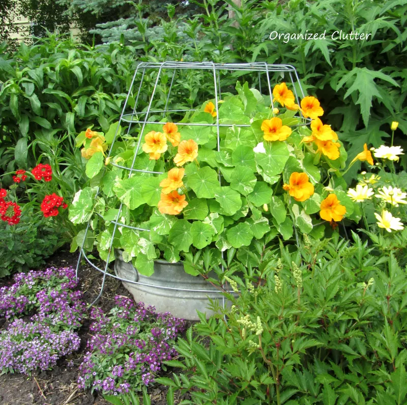 Wire Basket Cloche Over Tub Of Nasturiums www.organizedclutterqueen.blogspot.com