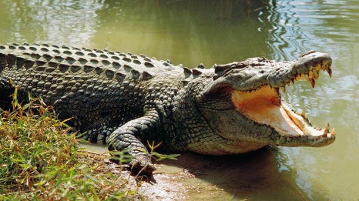 Bagaimana Membedakan Aligator dengan Buaya? Belajar Sampai Mati, belajarsampaimati.com, hoeda manis