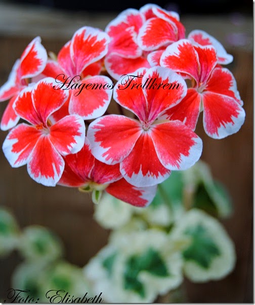 Pelargonium 27 juli - 14 002