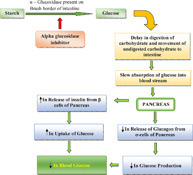 Infographics on glycosidase inhibitor side efects