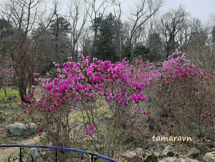 Рододендрон сихотинский (Rhododendron sichotense)