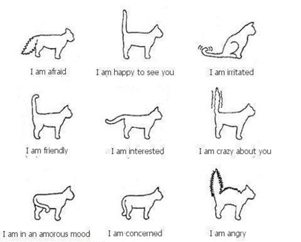 katt 1