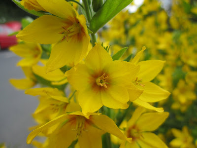 Lyssimachia vulgaris - Yellow Loosestrife