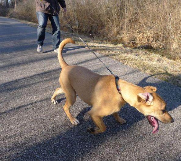 for health of your dog, the most common bad habits