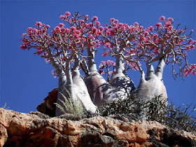 Socotra - 9 tempat paling pelik di dunia