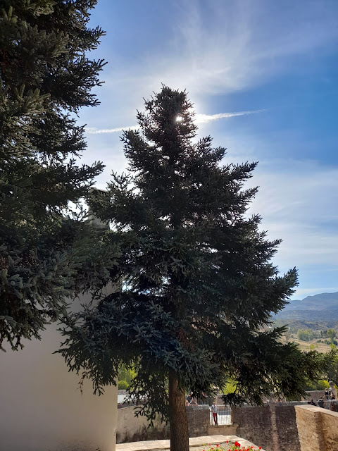 Pinsapo en un jardín de Ronda (8). Fotografía de Antonio Pino Díaz  (octubre de 2020).