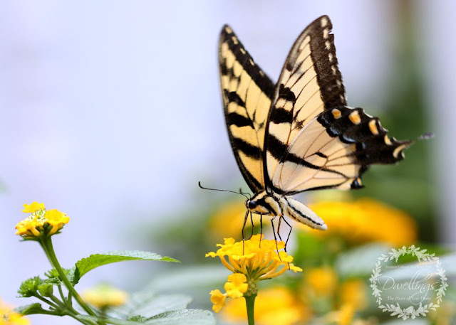 Tiger Swallowtail Butterfly