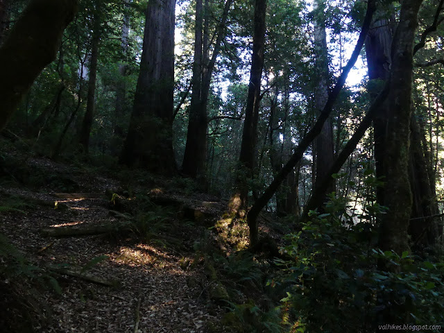 bigger trees, but not beside a creek big