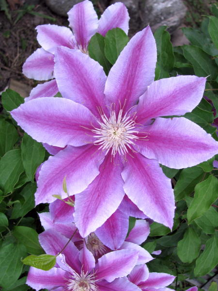 Clematis Flower