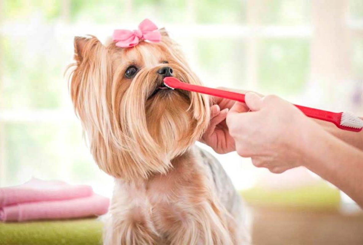 Cuidar da saúde bucal deve fazer parte da rotina dos tutores, que desejam que seus pets sejam sempre saudáveis!