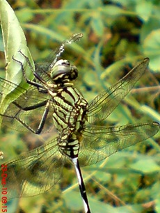 capung badak Orthetrum sabina 4