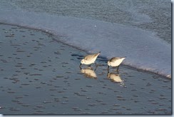 IMG_6545