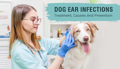 Dog Ear Infections | Treatment, Causes and Prevention | DiscountPetCare