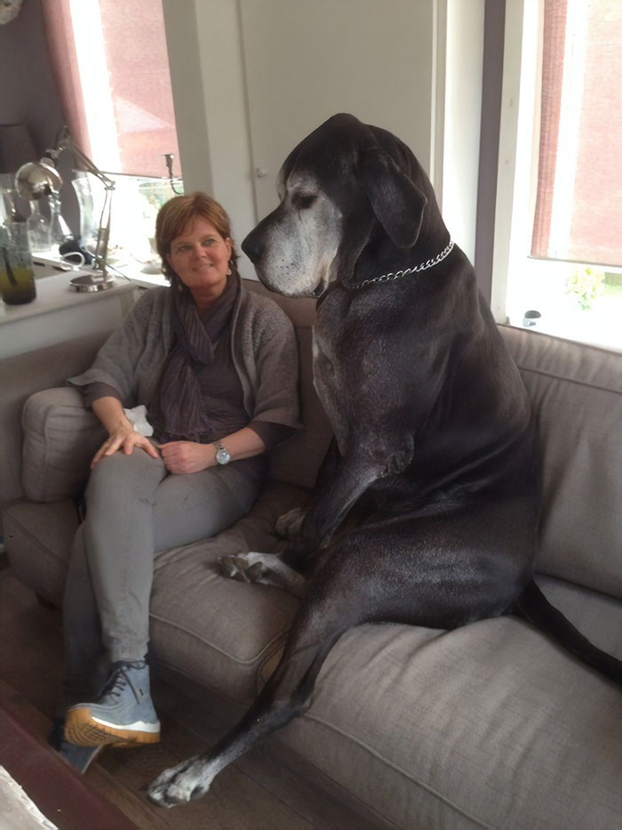 Adorable Pictures Of The Largest Danes We Have Ever Seen