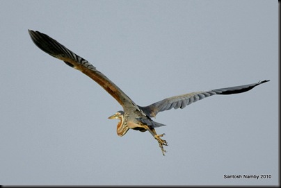 Purple Heron (Ardea purpurea)