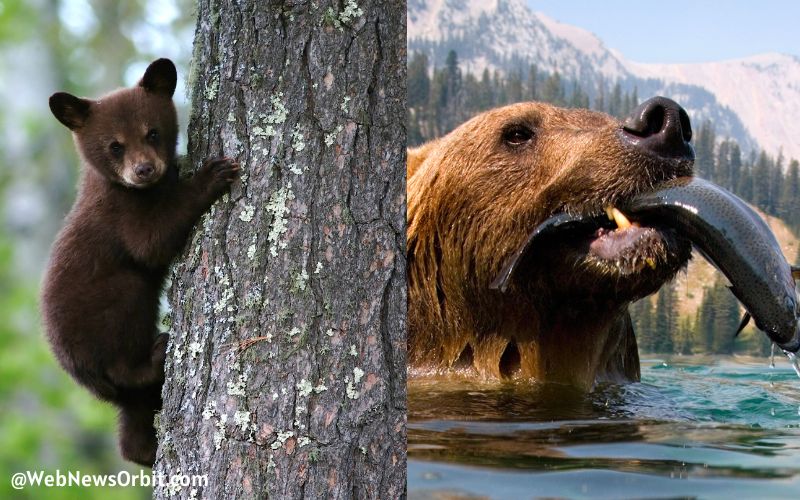 Difference Between Black Bear and Grizzly Bear - Survival Status and Conservation Efforts 3 - Web News Orbit