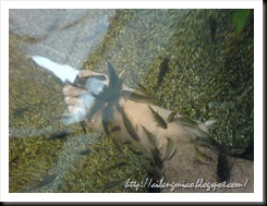 fishspa7