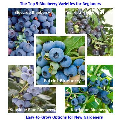 The Best Blueberry Varieties for Beginners: Easy-to-Grow Options for New Gardeners