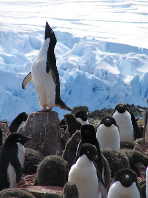 The Adelie Penguin